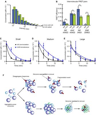 The Impact of Hidden Structure on Aggregate Disassembly by Molecular Chaperones